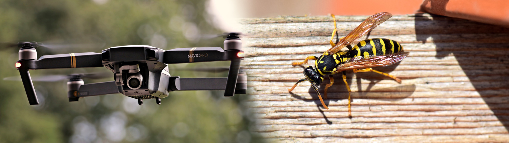 drone y avispa