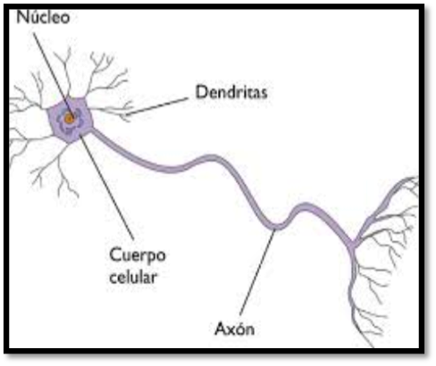 Constitución de una neurona