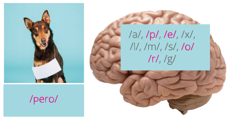 En la mente se eligen los fonemas para denominar la realidad.