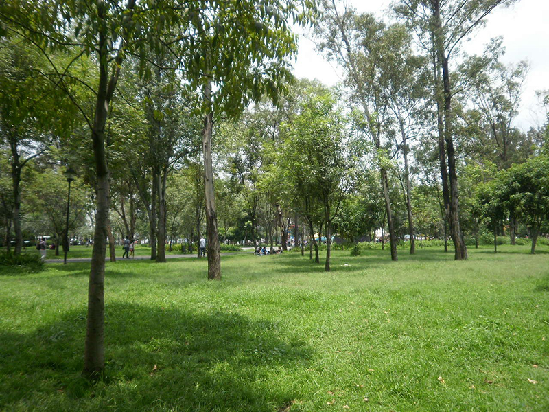 Diversidad de árboles