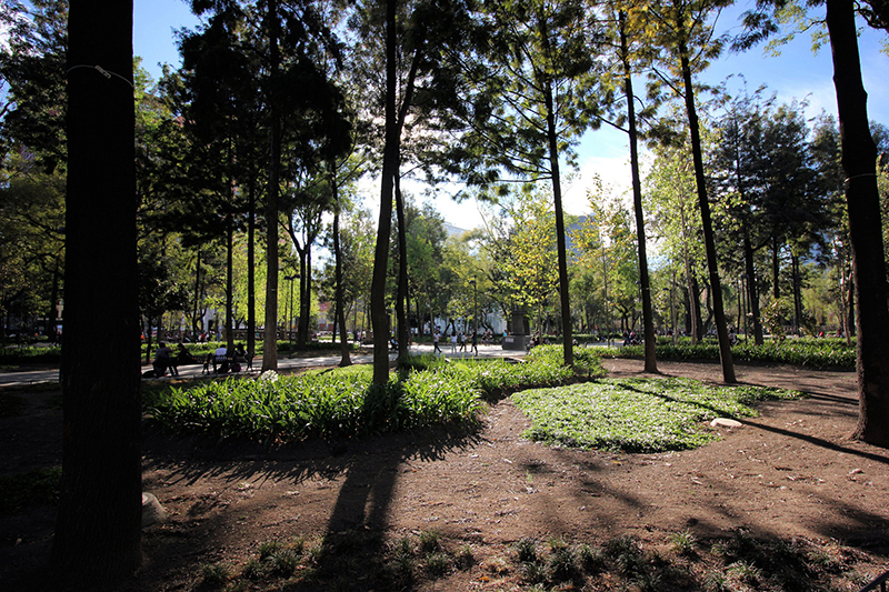 Diversidad de árboles