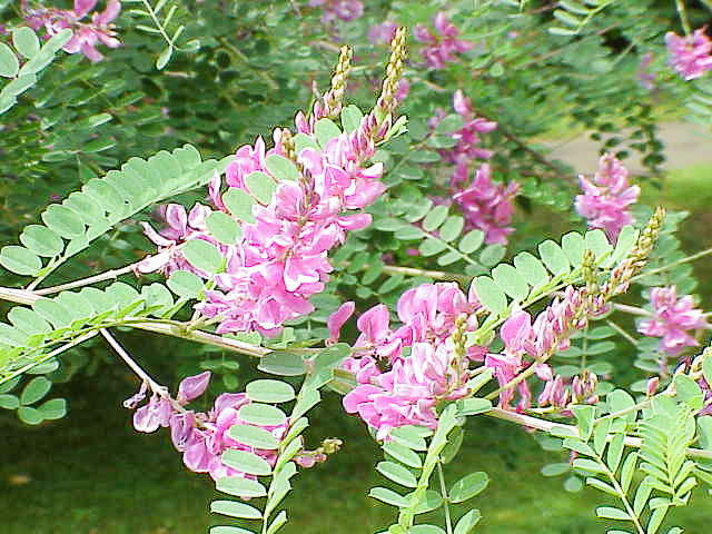 Planta de jiquilete o añil