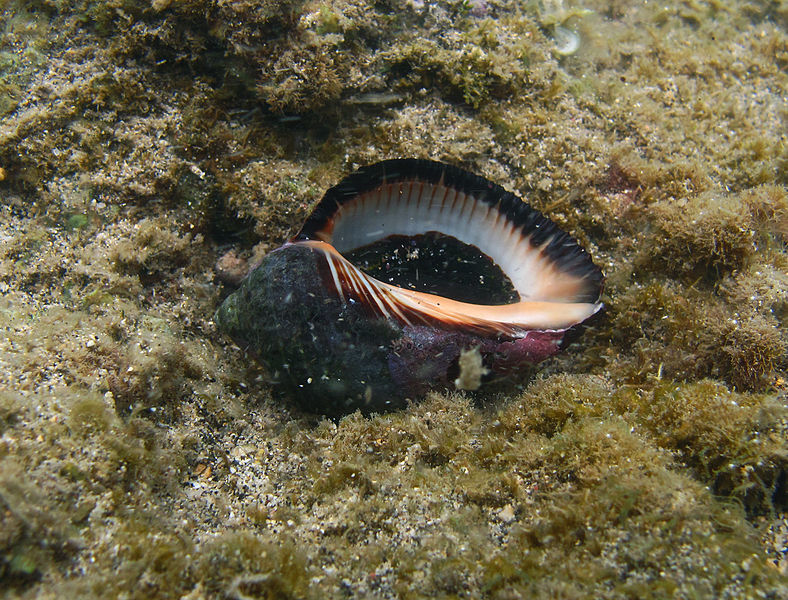 Caracol Murex