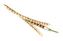 Ilustración de una planta