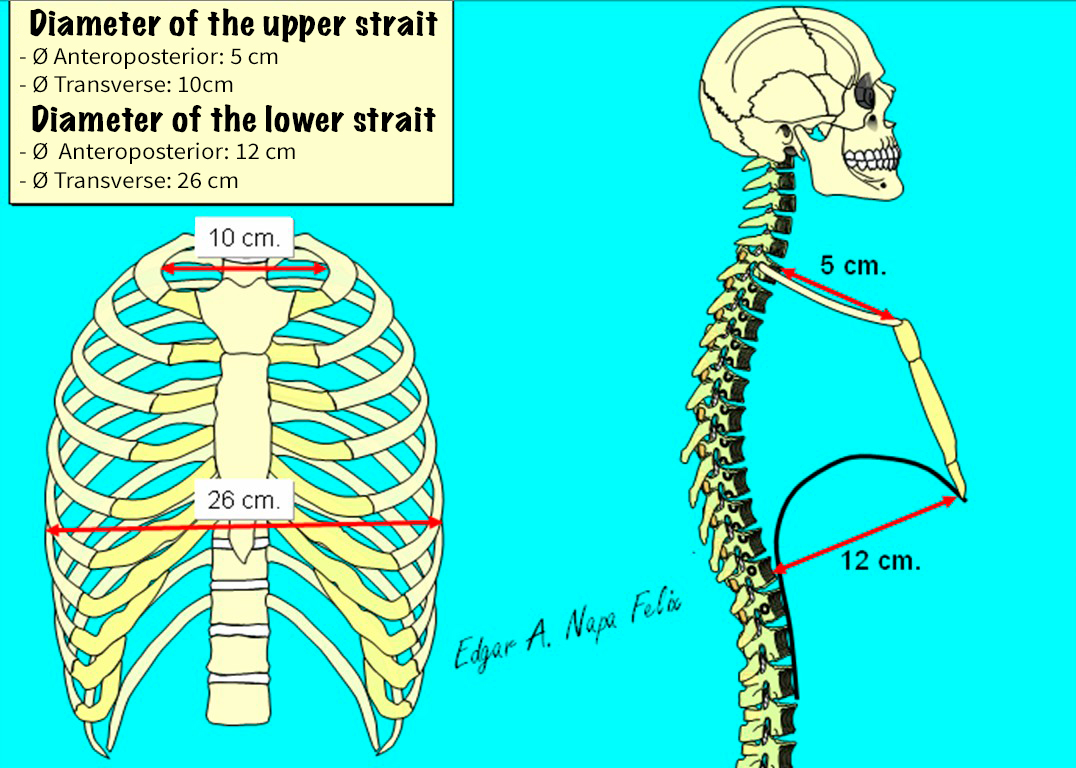 Anteroposterior thoracic diameter.