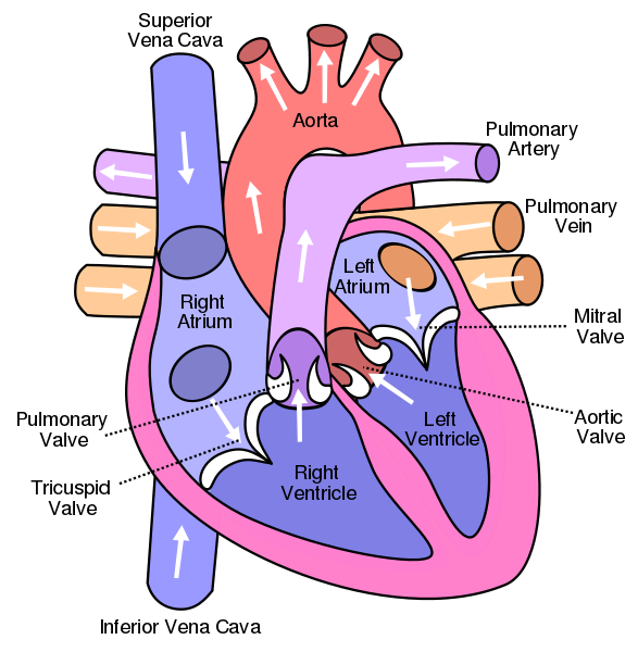 Heart diagram