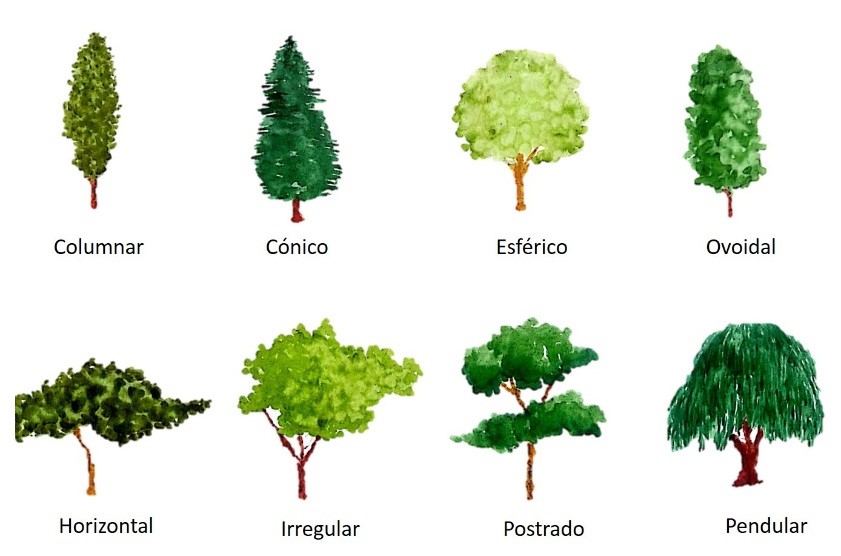 Cual Es La Copa De Un Arbol
