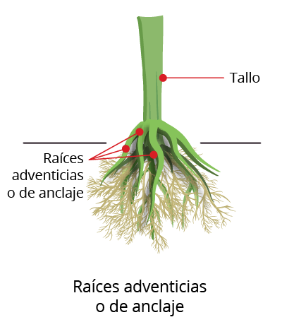 Ilustración de una raíz adventicia