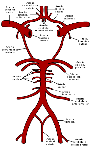 Círculo arterial cerebral