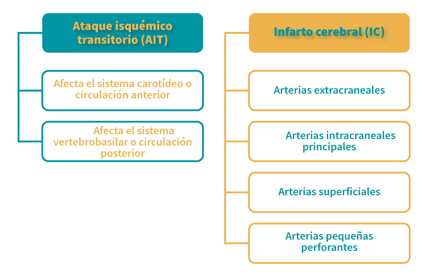 Subclasificación clínica de un evento vascular cerebral (Barinagarrementeria y Cantú, 2003)