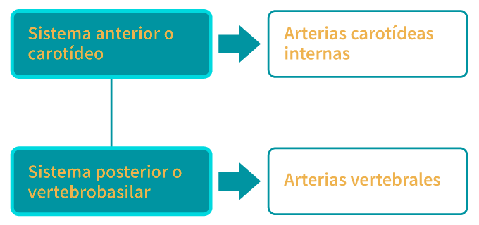Circulación cerebral