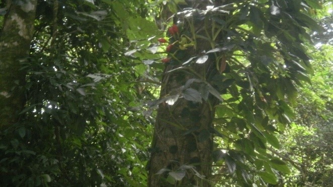 Tronco de un árbol con muchas hojas alrededor