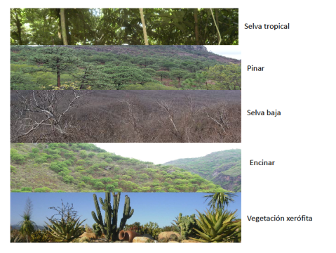 Cinco fotografías que muestran la diversidad de  vegetación