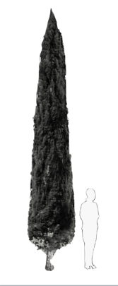 Ilustración de un ciprés con una persona frente a él