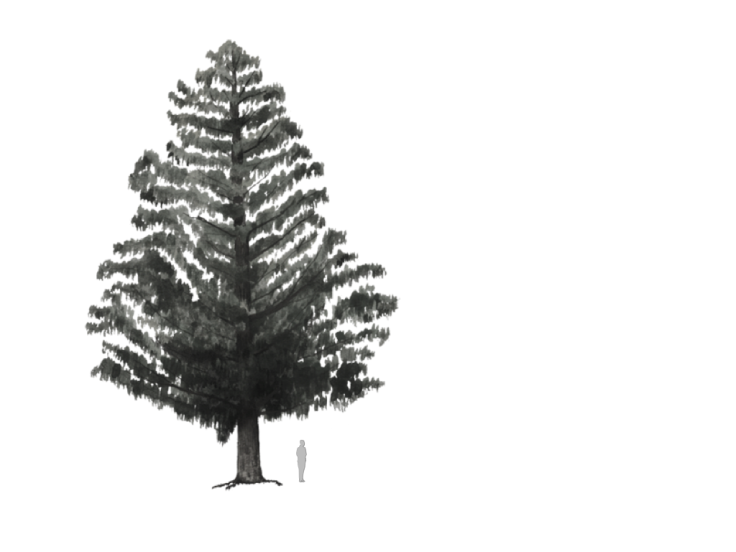 Ilustración de un cedro con una persona parada debajo