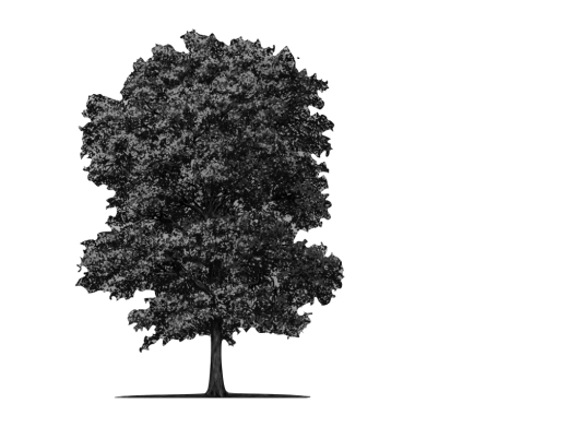  Ilustración de un fresno