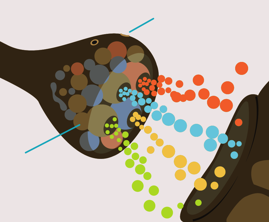 Transmisión de neurotransmisores en sinapsis