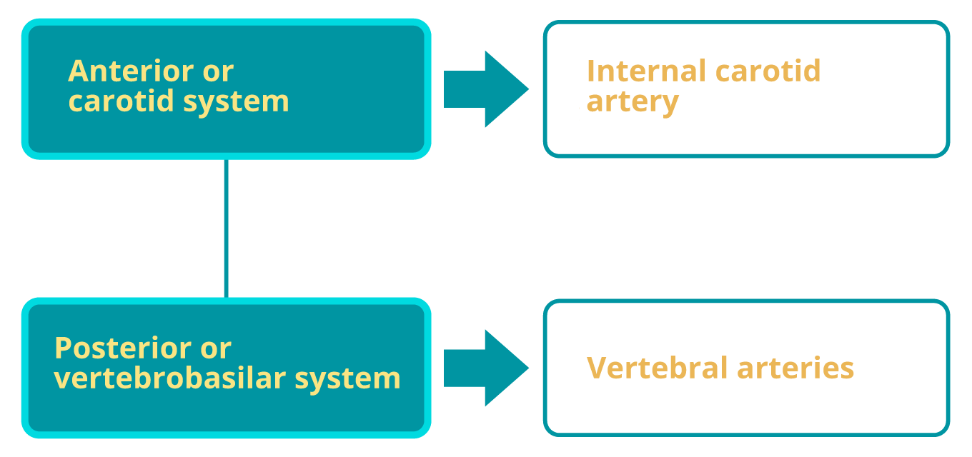 Cerebral Circulation