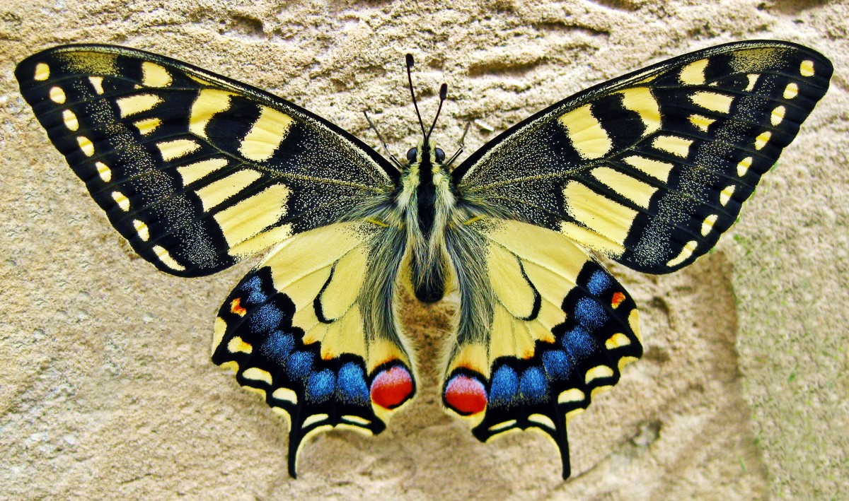 Mariposa