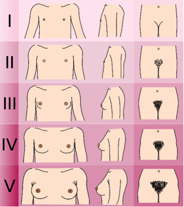 Tanner scale for the female gender