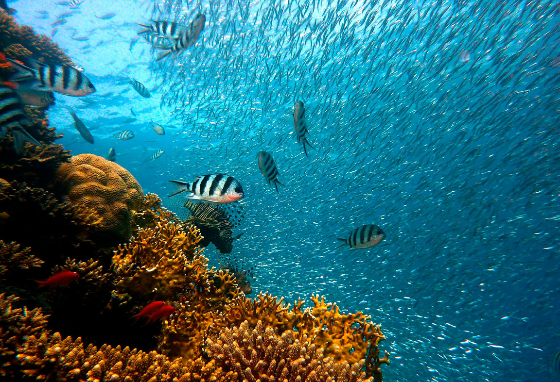 Conjunto de peces de diferentes especies 