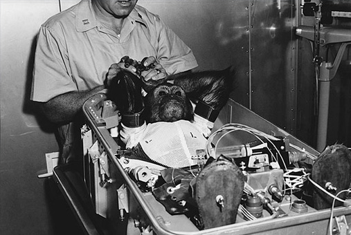 Chimpancé con traje espacial preparándose para misión a Mercurio