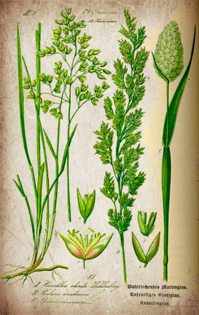 Ilustración de una planta y sus partes