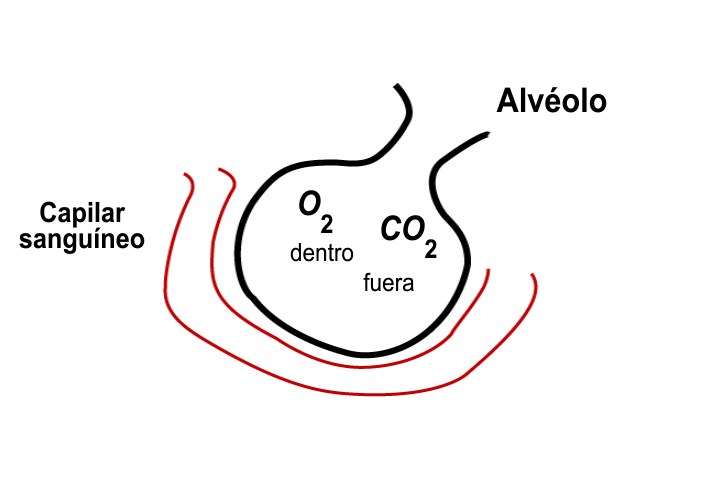 Cuatro recipientes, tres contienen un gas diferente y uno con los gases de los otros tres recipientes
