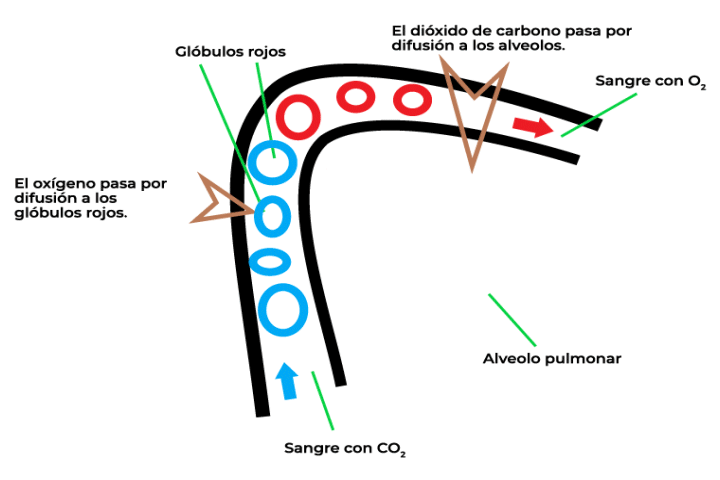 Alveolo pulmonar y glóbulos rojos en el proceso de difusión del oxígeno y del dióxido de carbono para la respiración