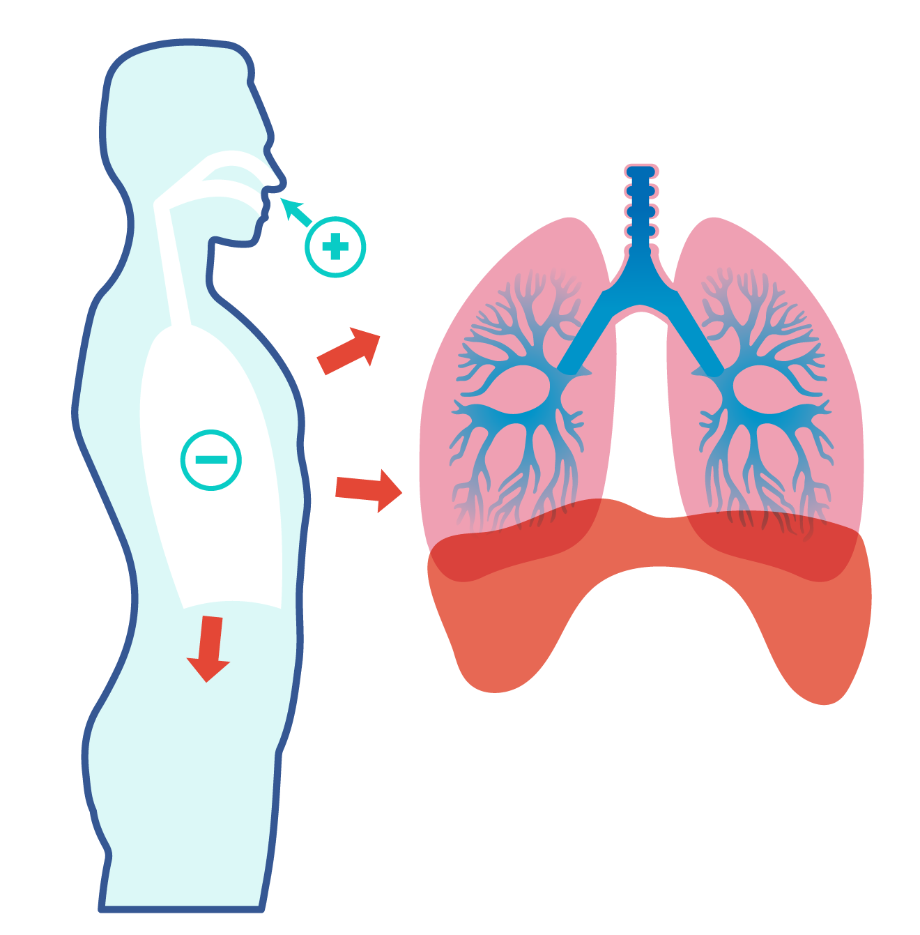Silueta de una persona inhalando aire para ejemplificar el proceso de respiración