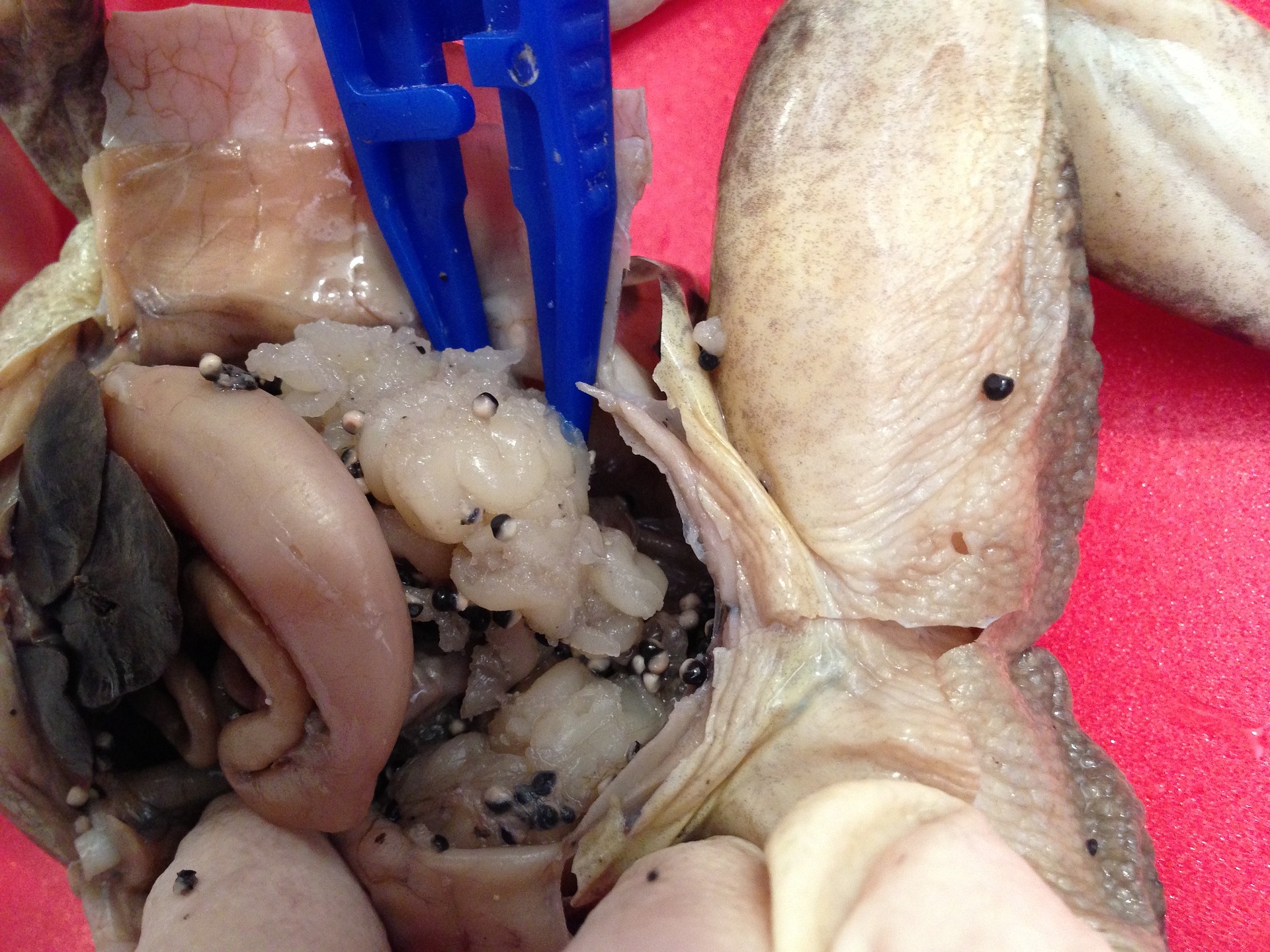 corte transversal de una rana