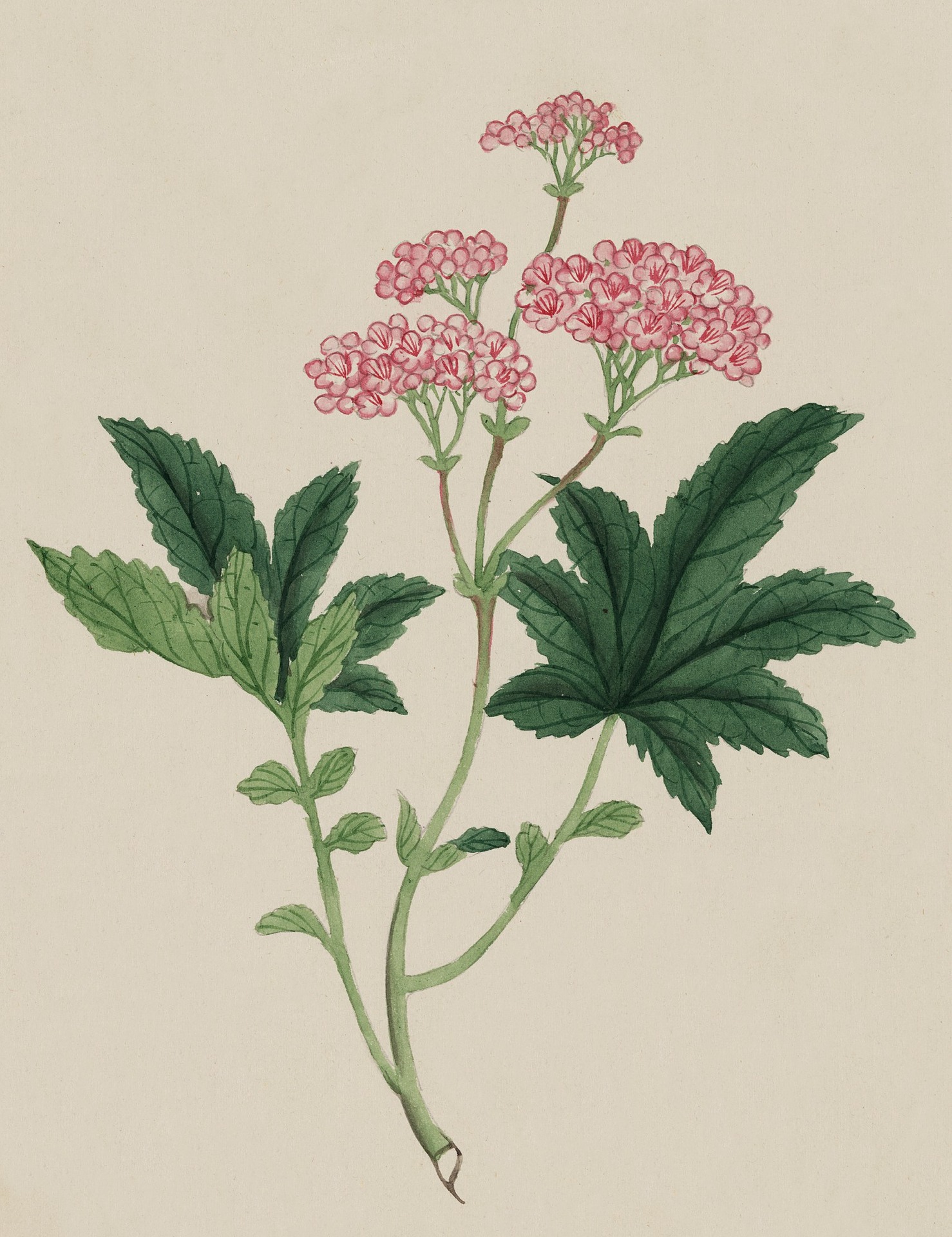 Planta con flores rosas