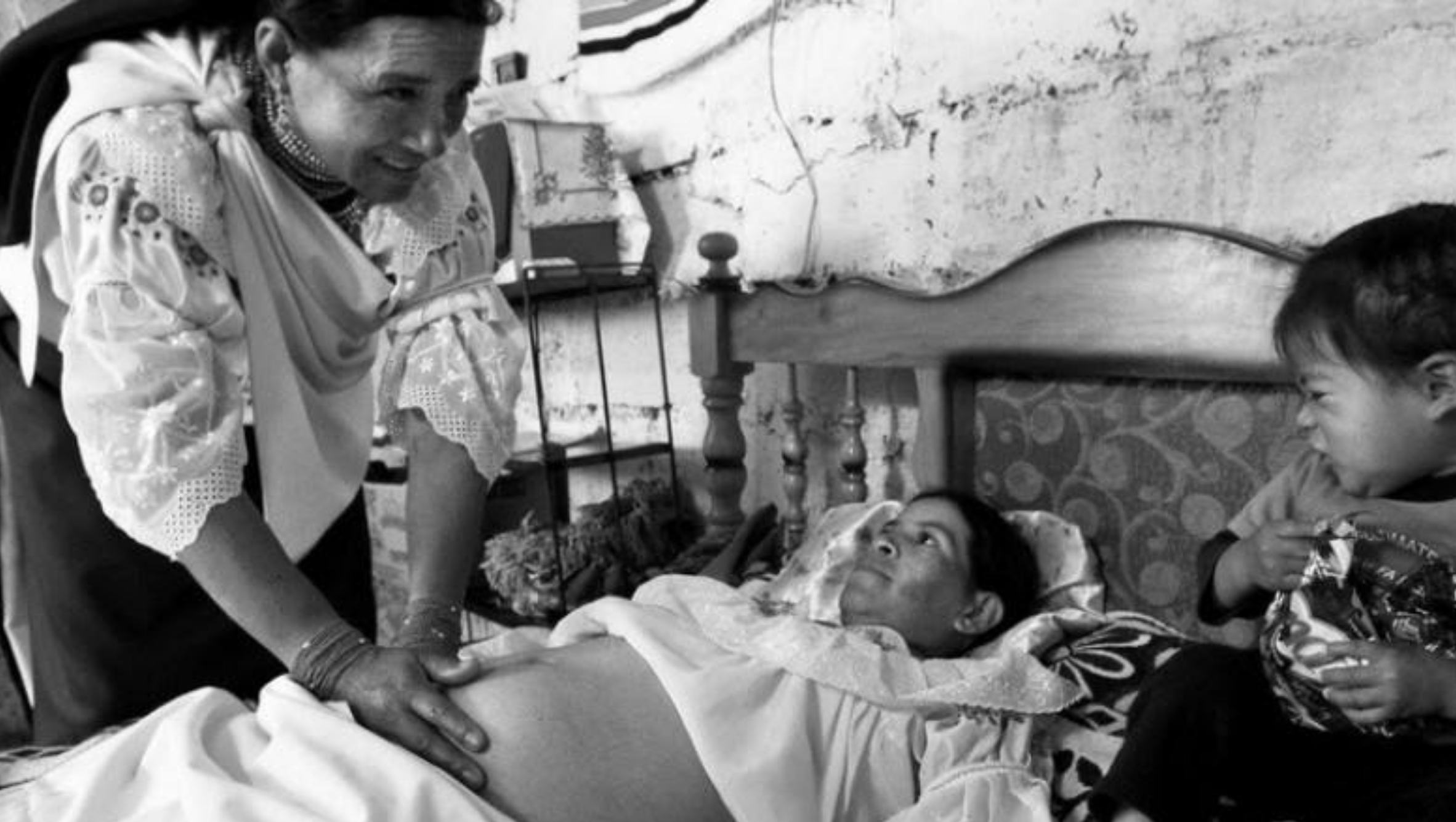 Planta con flores rosas