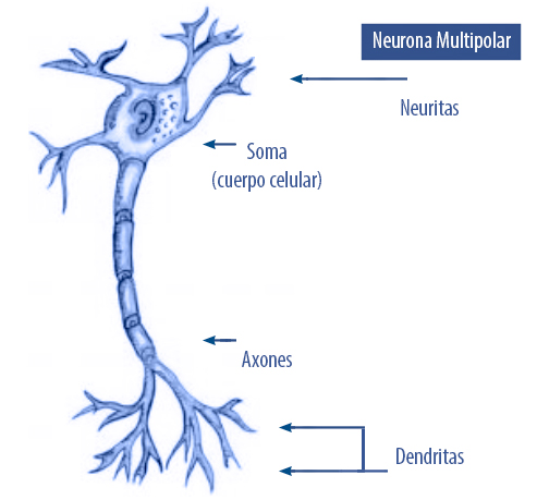 Neuronas bipolares