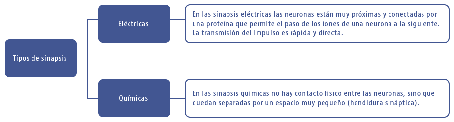 Tipos de sinapsis