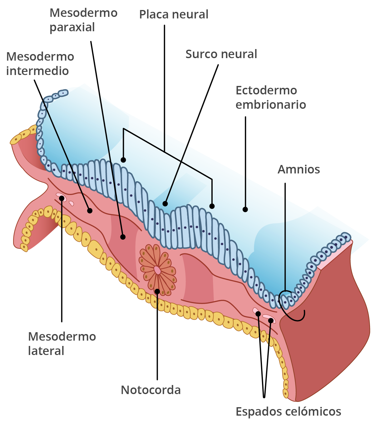 Formación del mesodermo y notodorda