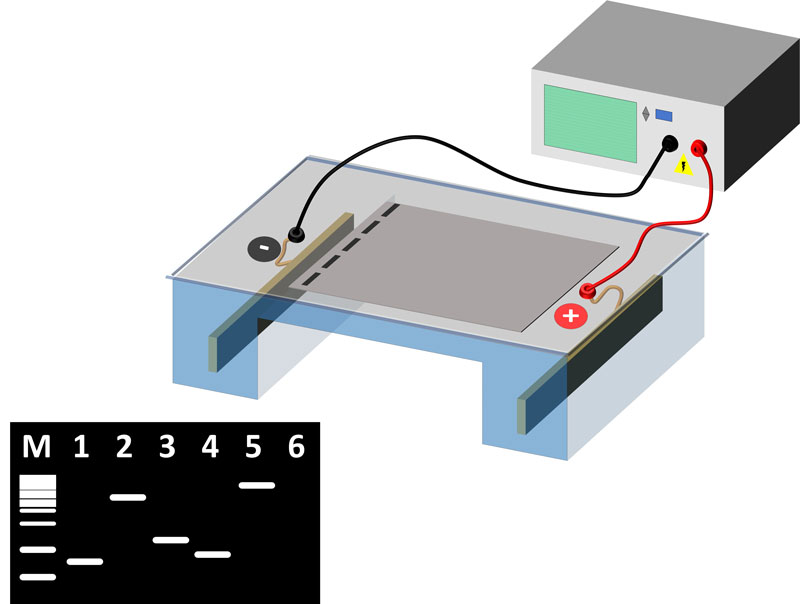 Prueba de electroforesis