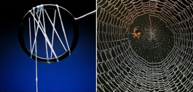 El nailon y la tela de araña