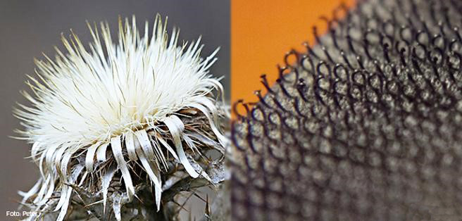 El velcro y los cardos