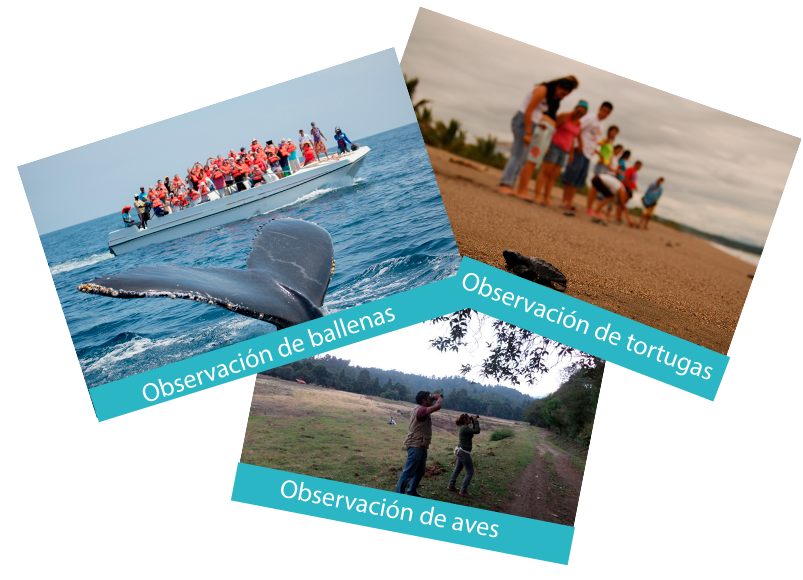 Collage con fotografía de dos personas observando aves con unos binoculares, Fotografía de personas en un campamento tortuguero y otografía de una lancha con personas observando una ballena.