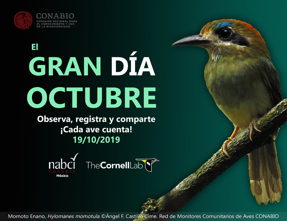 Poster con fotografía de ave momoto enano.