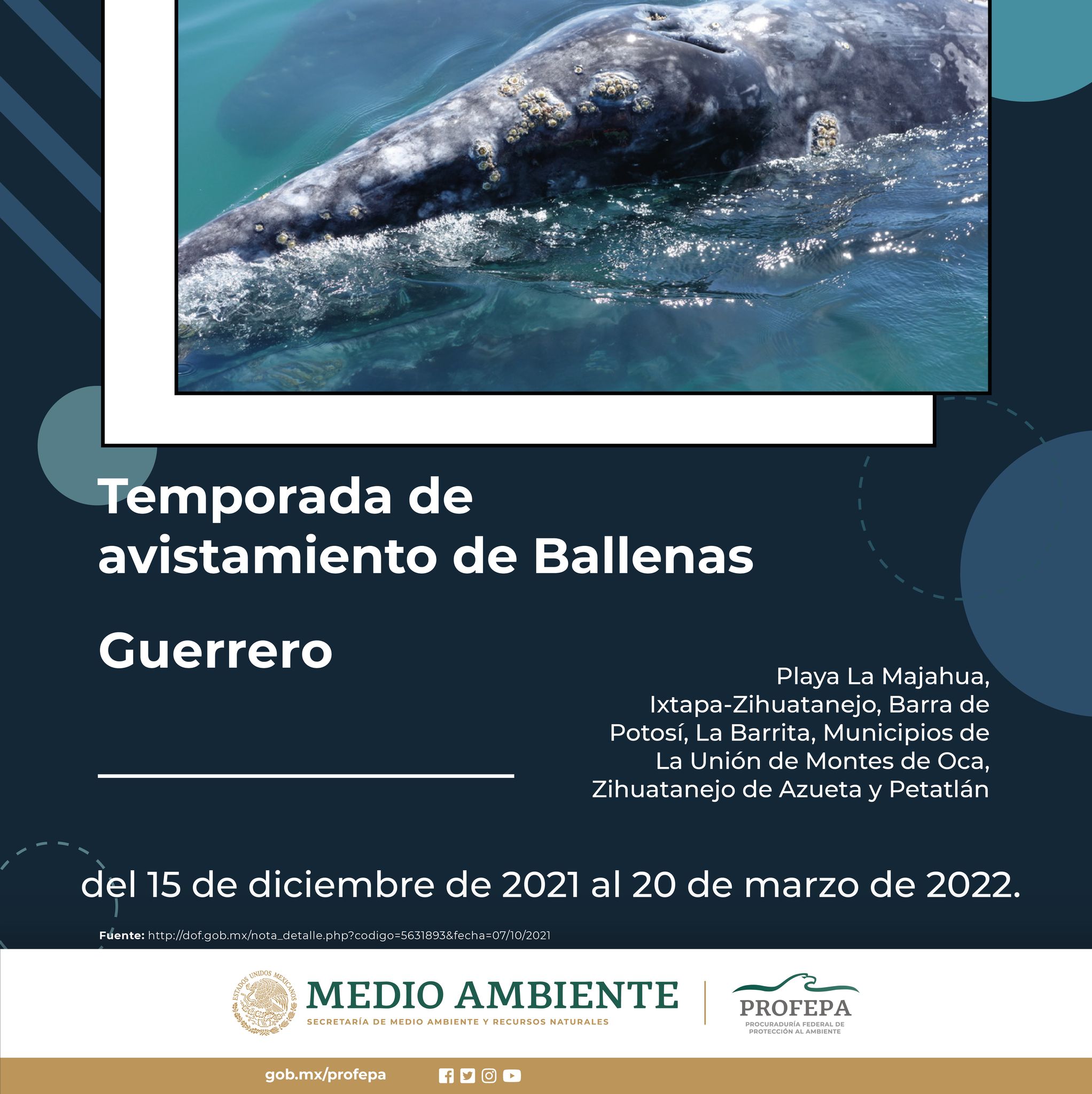 Poster sobre la época permitida para la observación de ballenas en el año 2022.
