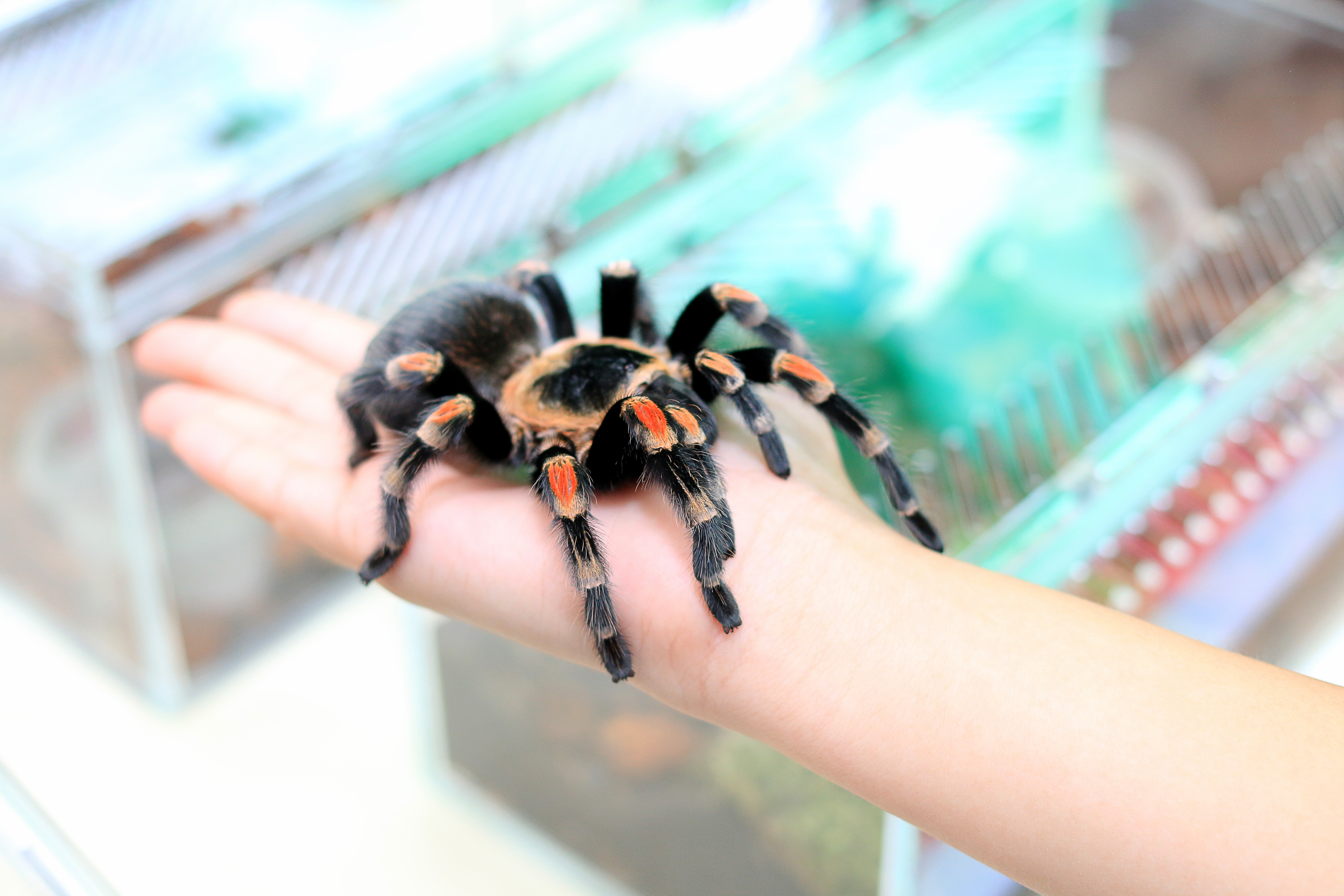 Foto de tarántula en mano humana.