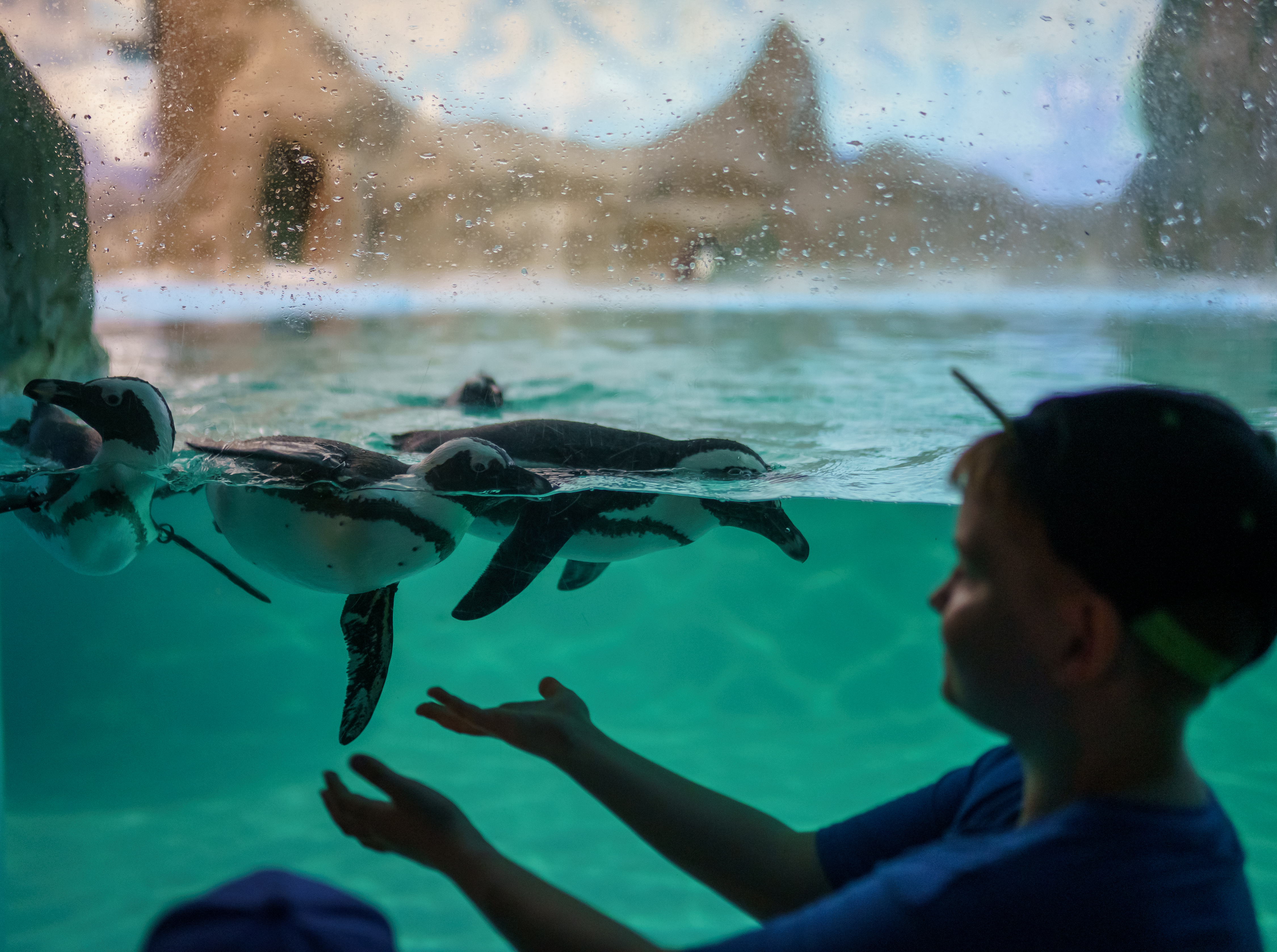 Fotografía de niño en un acuario.