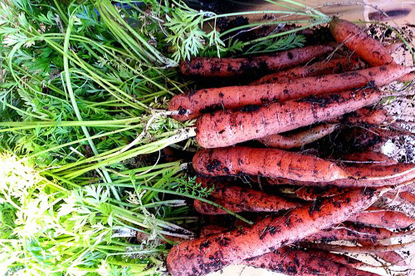 Zanahorias